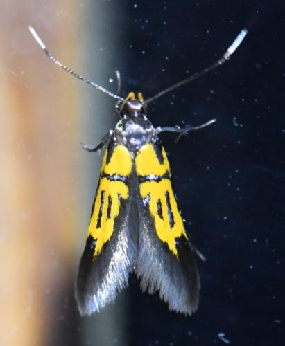 Schiffermuelleria schaefferella